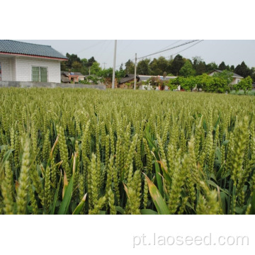 Sementes de grama de trigo orgânico fáceis de cultivar